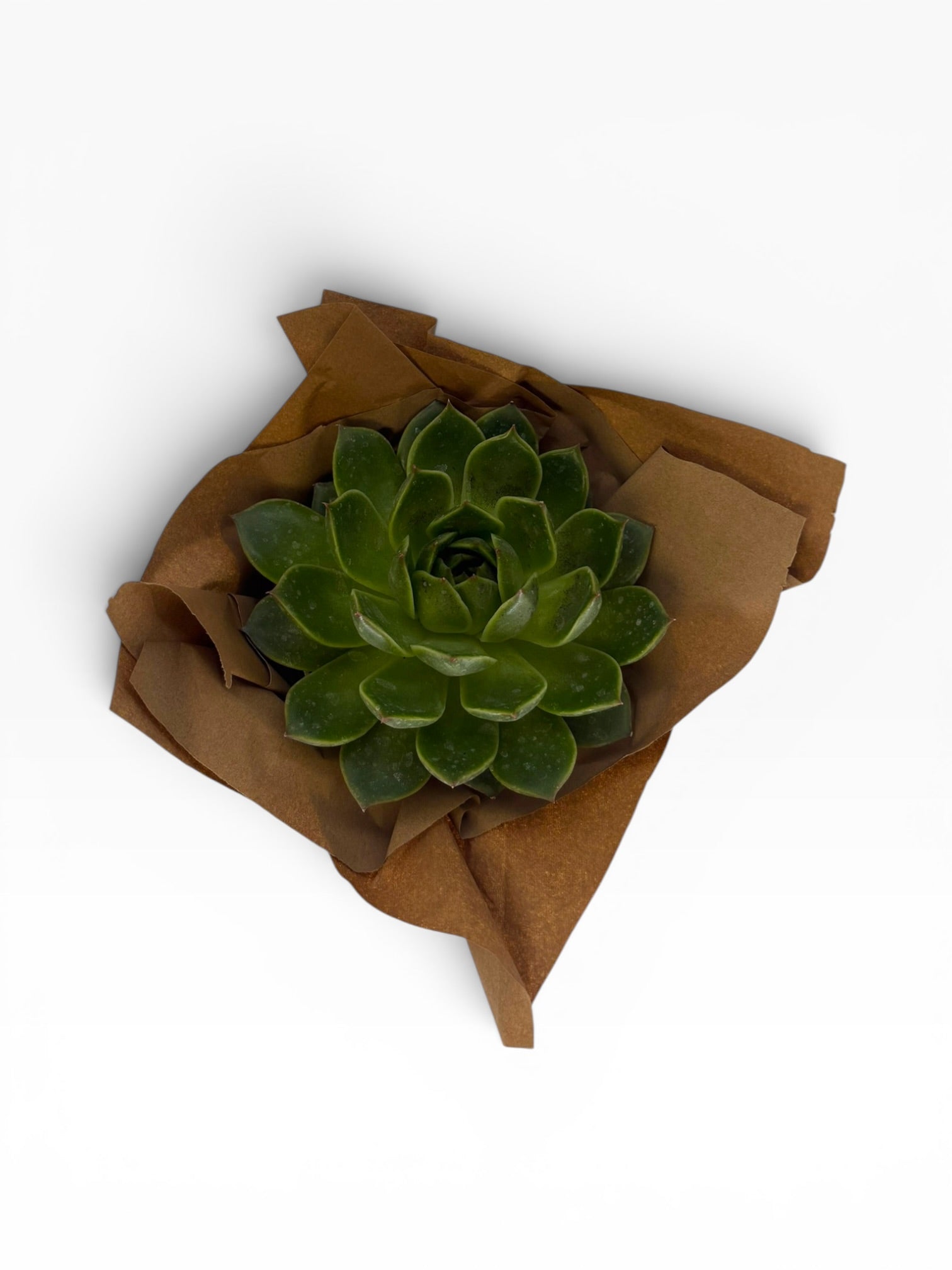 Premium Echeveria Sukulent (10 cm) – Canlı Dekoratif Sukulent Bitki
