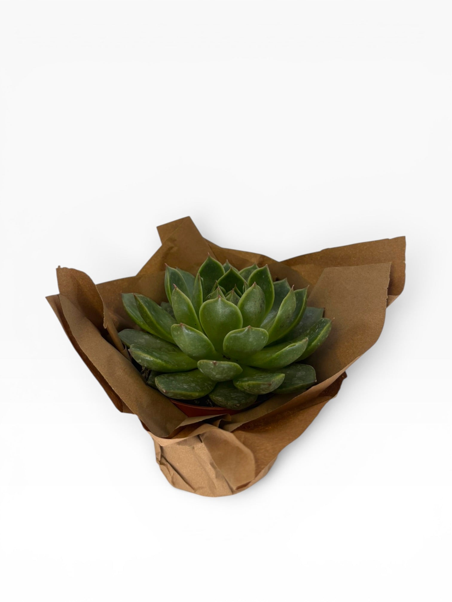 Premium Echeveria Sukulent (10 cm) – Canlı Dekoratif Sukulent Bitki