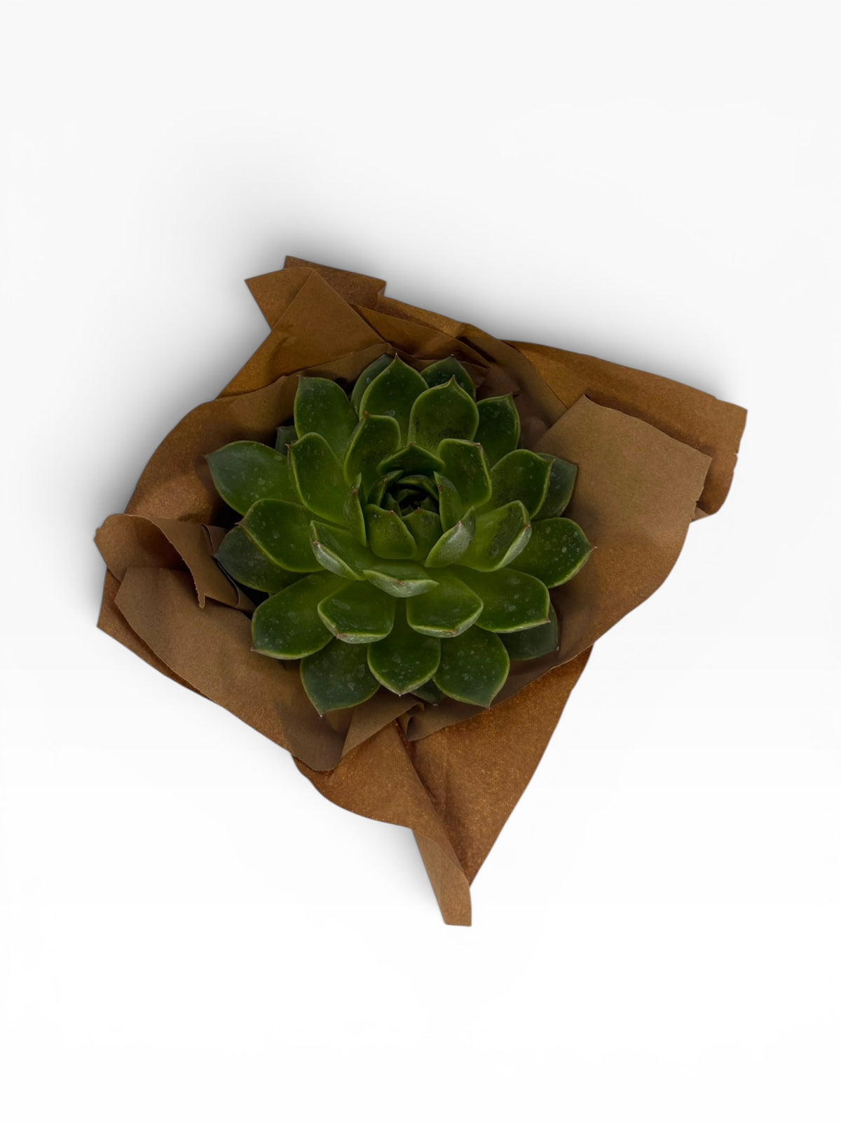 Premium Echeveria Sukulent (10 cm) – Canlı Dekoratif Sukulent Bitki