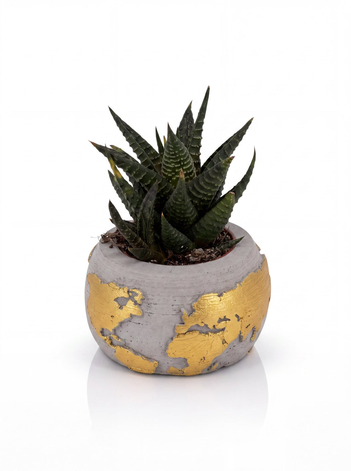 Beton Dünya Saksıda Sukulent – Canlı Bitki (Gold) - zarifceconcept-2